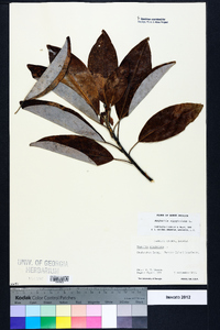 Magnolia virginiana image