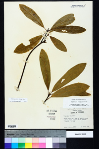 Magnolia virginiana image