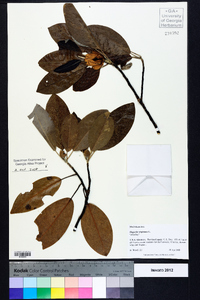 Magnolia virginiana image