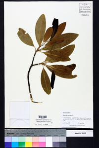 Magnolia virginiana image