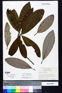 Magnolia virginiana image