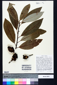 Magnolia virginiana image