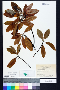 Magnolia virginiana image