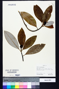 Magnolia virginiana image