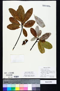 Magnolia virginiana image