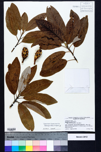 Magnolia virginiana image