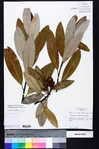 Magnolia virginiana image