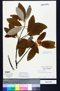 Magnolia virginiana image