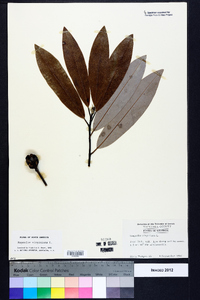 Magnolia virginiana image