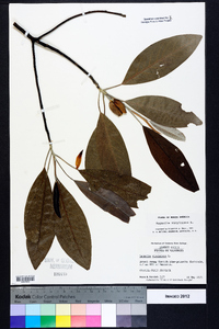 Magnolia virginiana image