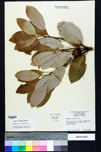 Magnolia virginiana image