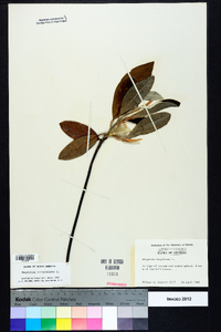 Magnolia virginiana image