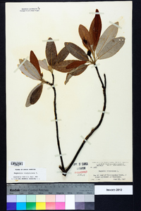 Magnolia virginiana image