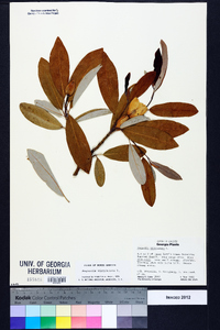 Magnolia virginiana image