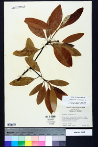 Magnolia virginiana image