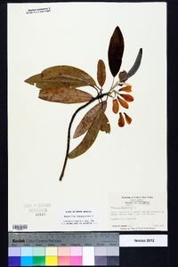 Magnolia virginiana image