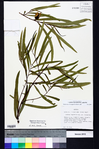 Asimina angustifolia image