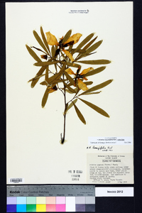 Asimina angustifolia image