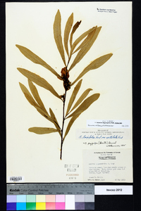 Asimina angustifolia image