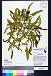 Asimina angustifolia image