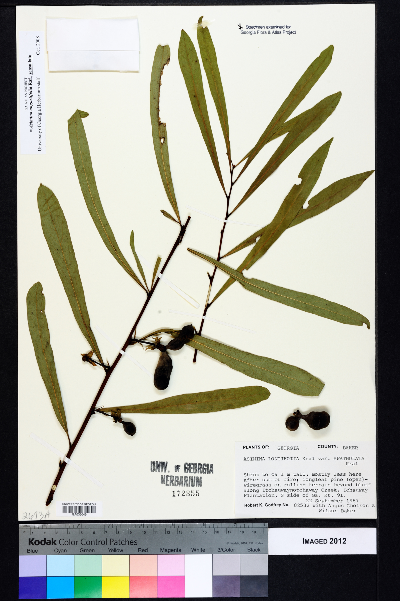 Asimina angustifolia image