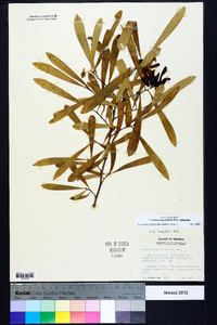 Asimina angustifolia image