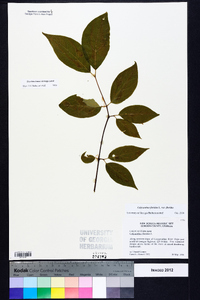 Calycanthus floridus image