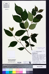 Calycanthus floridus image