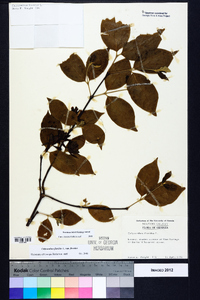 Calycanthus floridus image