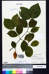 Calycanthus floridus image