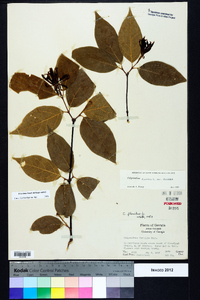 Calycanthus floridus image