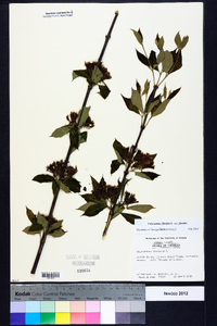 Calycanthus floridus image