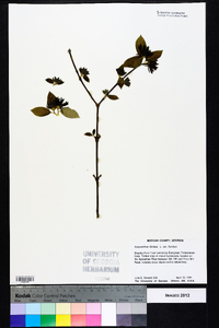 Calycanthus floridus image