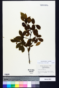 Calycanthus floridus image