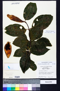 Calycanthus floridus image