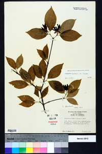 Calycanthus floridus image