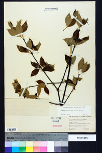 Calycanthus floridus image