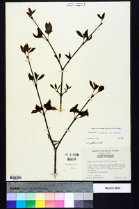 Calycanthus floridus image