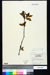 Calycanthus floridus image