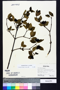 Calycanthus floridus image