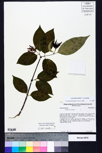 Calycanthus floridus image