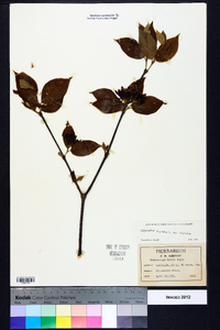 Calycanthus floridus image