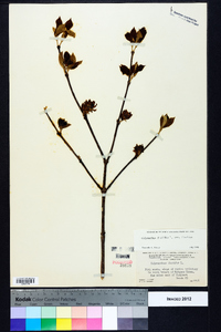 Calycanthus floridus image