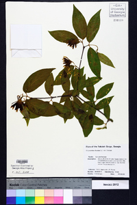 Calycanthus floridus image