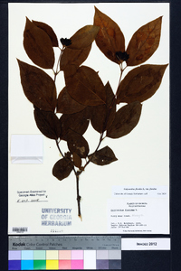 Calycanthus floridus image