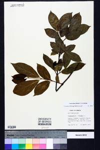 Calycanthus floridus image