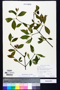 Calycanthus floridus image