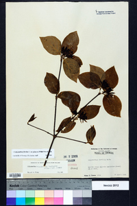 Calycanthus floridus image