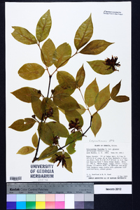 Calycanthus floridus image