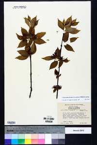 Calycanthus floridus image